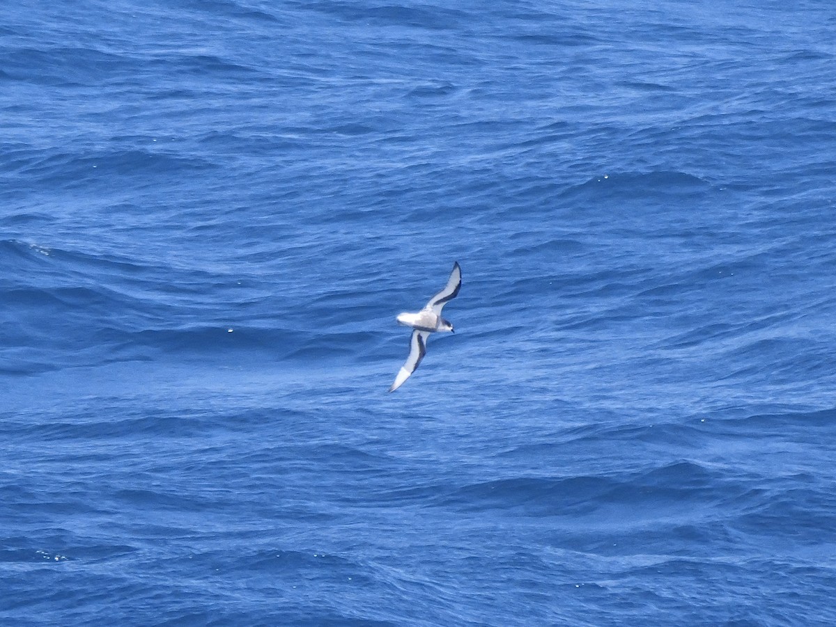 Тайфунник Піла - ML646593449