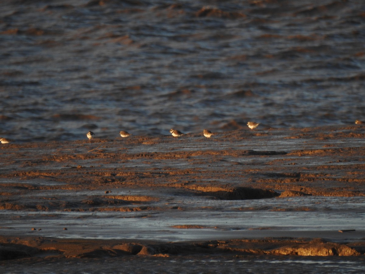 Corriere grosso - ML646593452