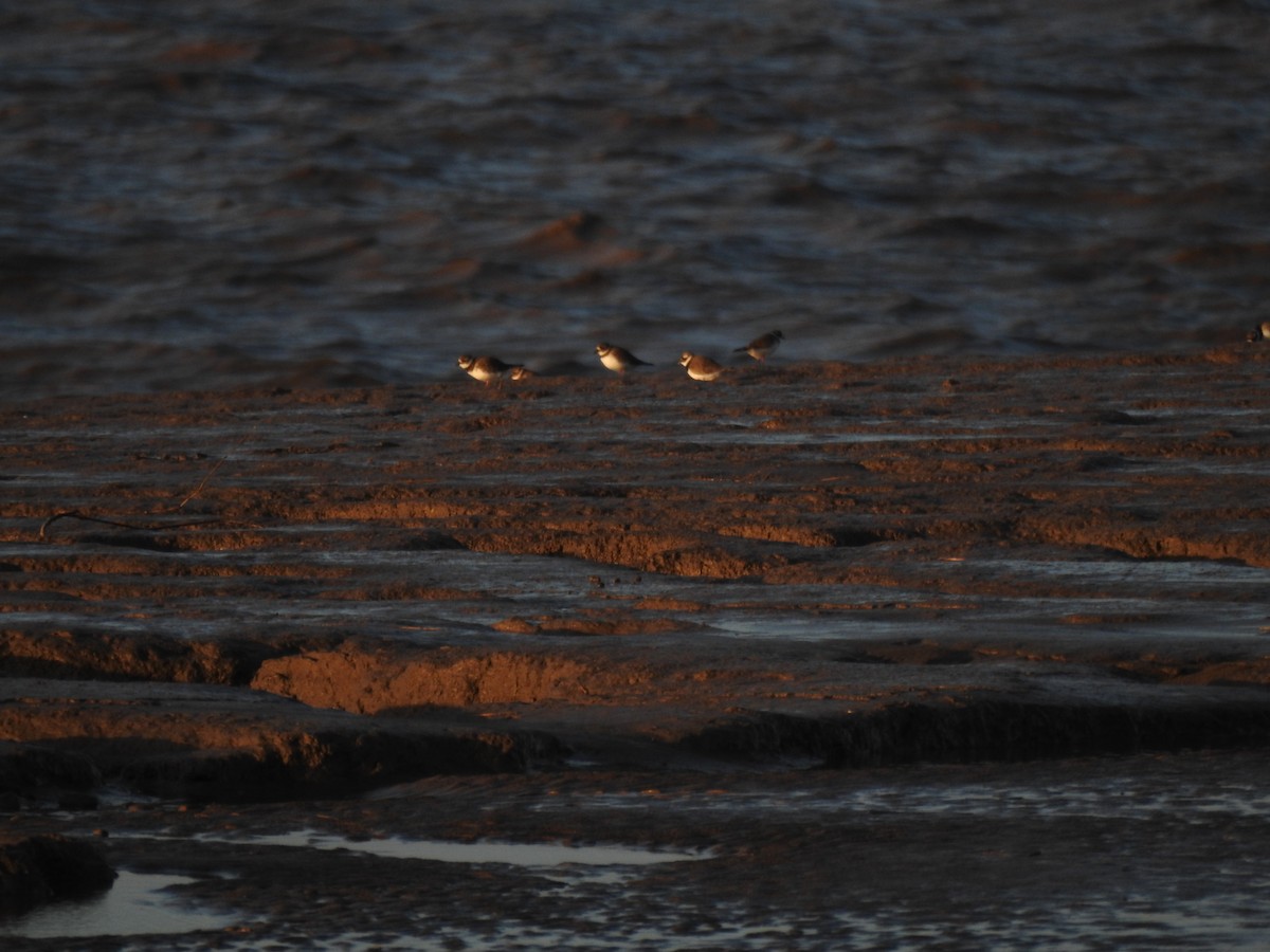 Corriere grosso - ML646593453