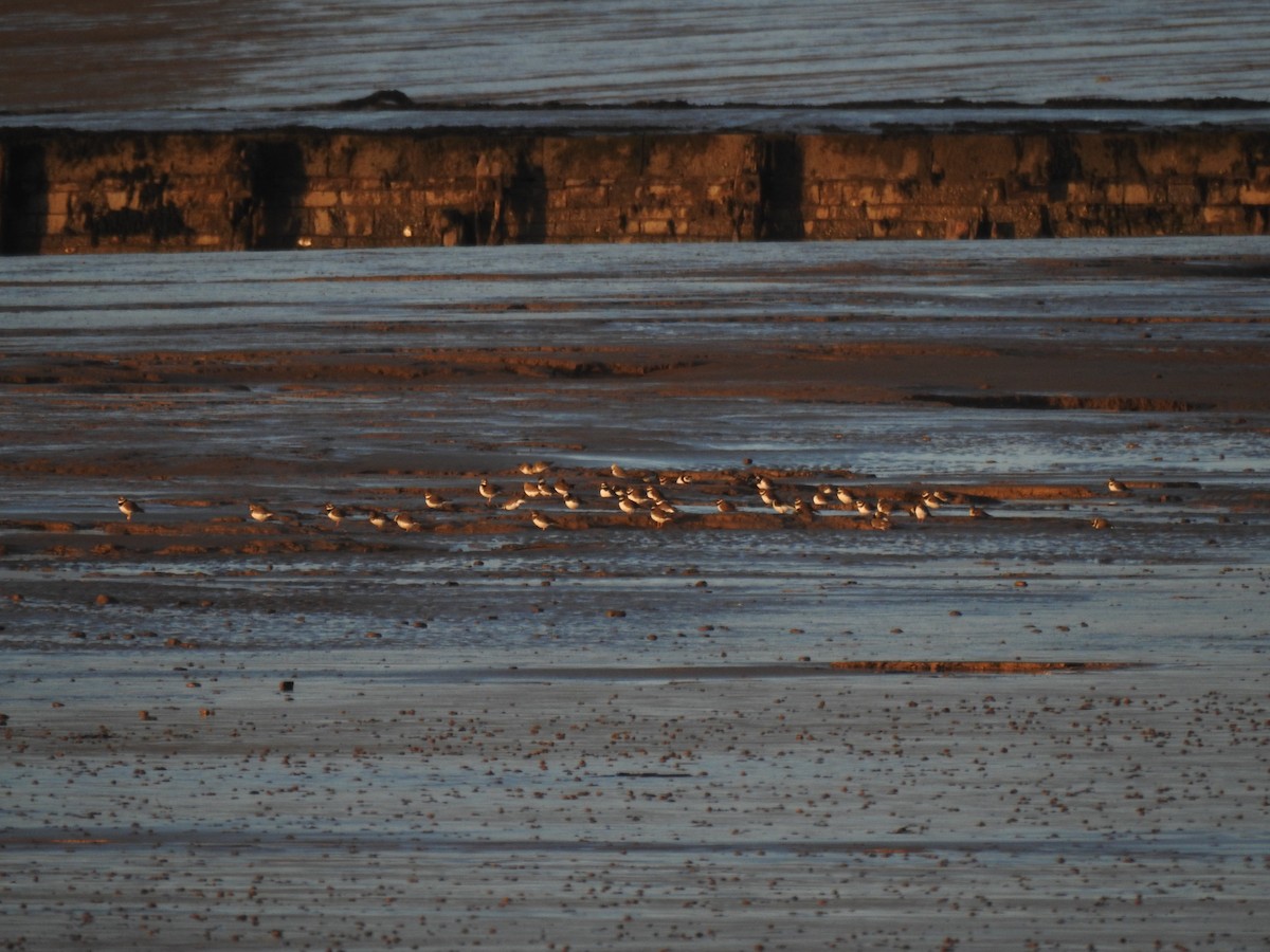 Corriere grosso - ML646593454