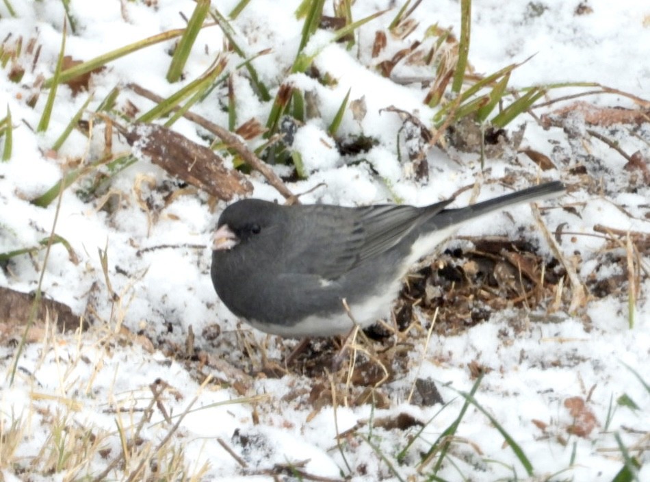 strnadec zimní (ssp. hyemalis/carolinensis) - ML646593455