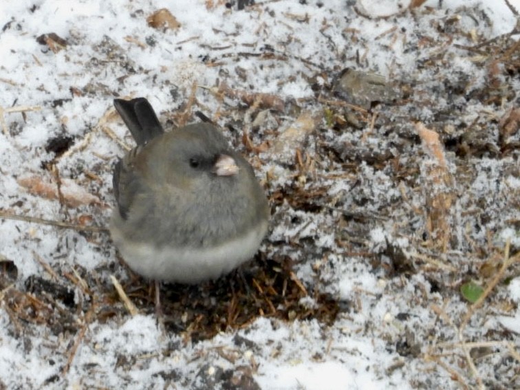 strnadec zimní (ssp. hyemalis/carolinensis) - ML646593456