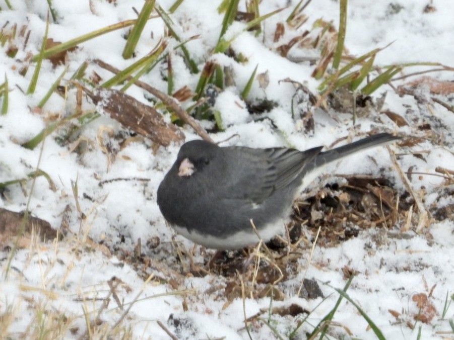 strnadec zimní (ssp. hyemalis/carolinensis) - ML646593457