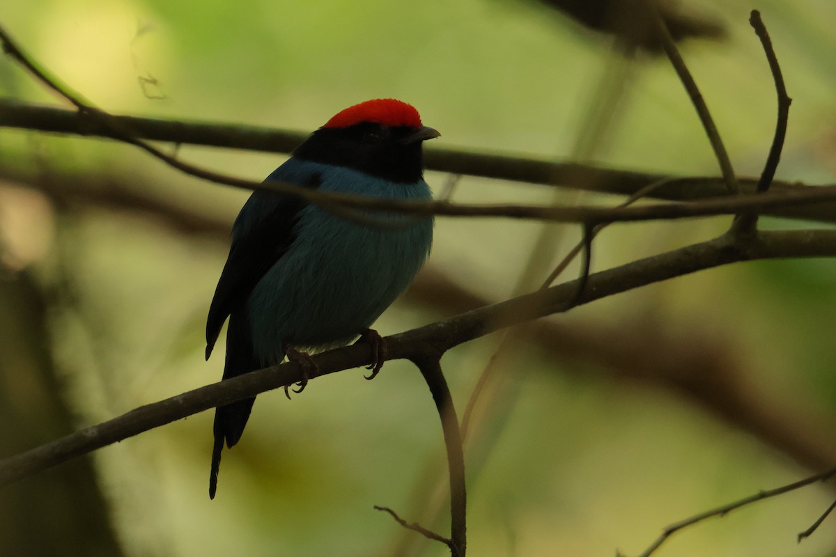 Swallow-tailed Manakin - ML646593461