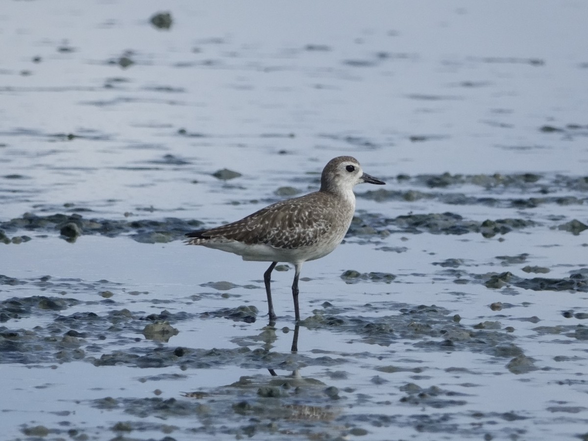 חופזי מנומר - ML646593462