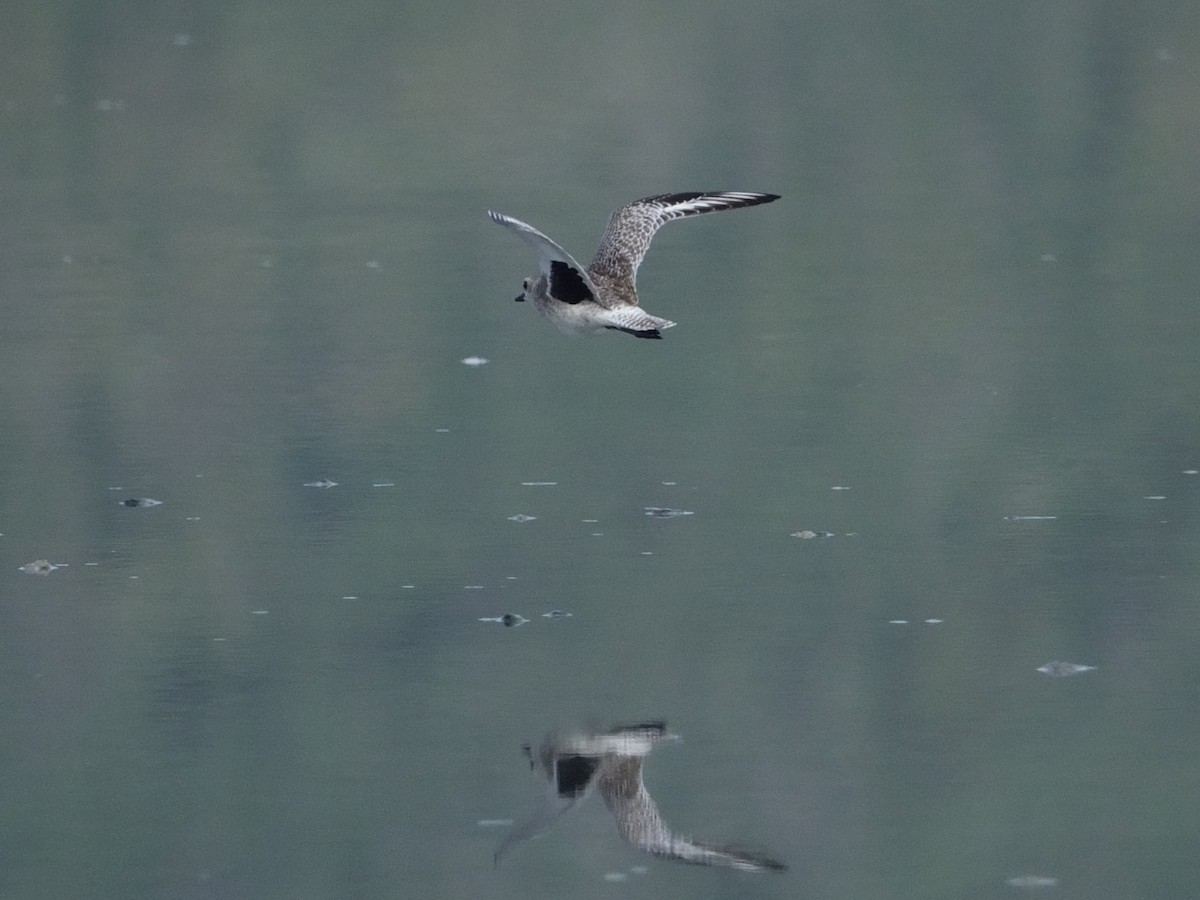 Сивка морська - ML646593463