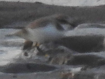 Fratino - ML646593478