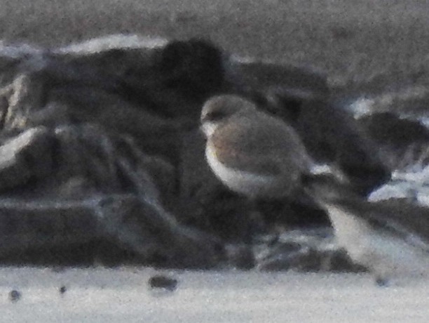 Fratino - ML646593479