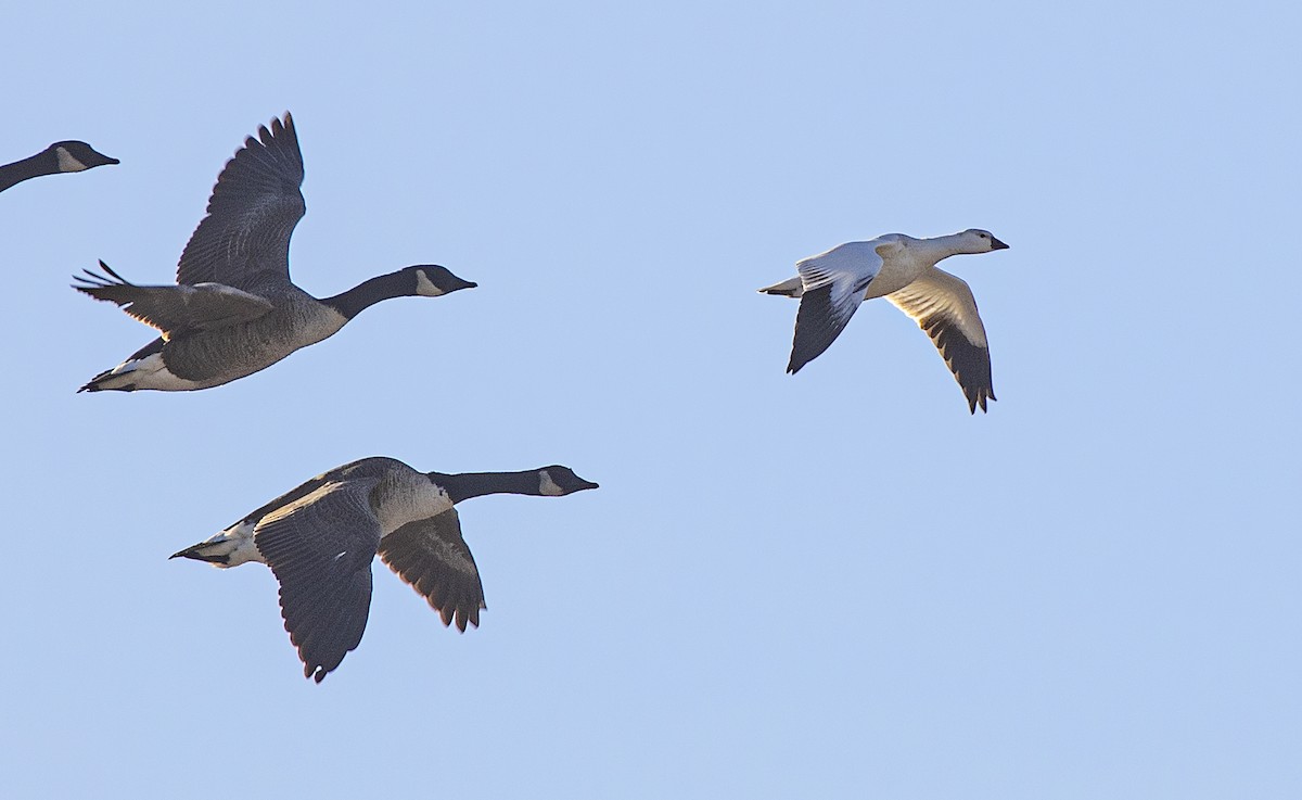 Ross's Goose - ML646593480