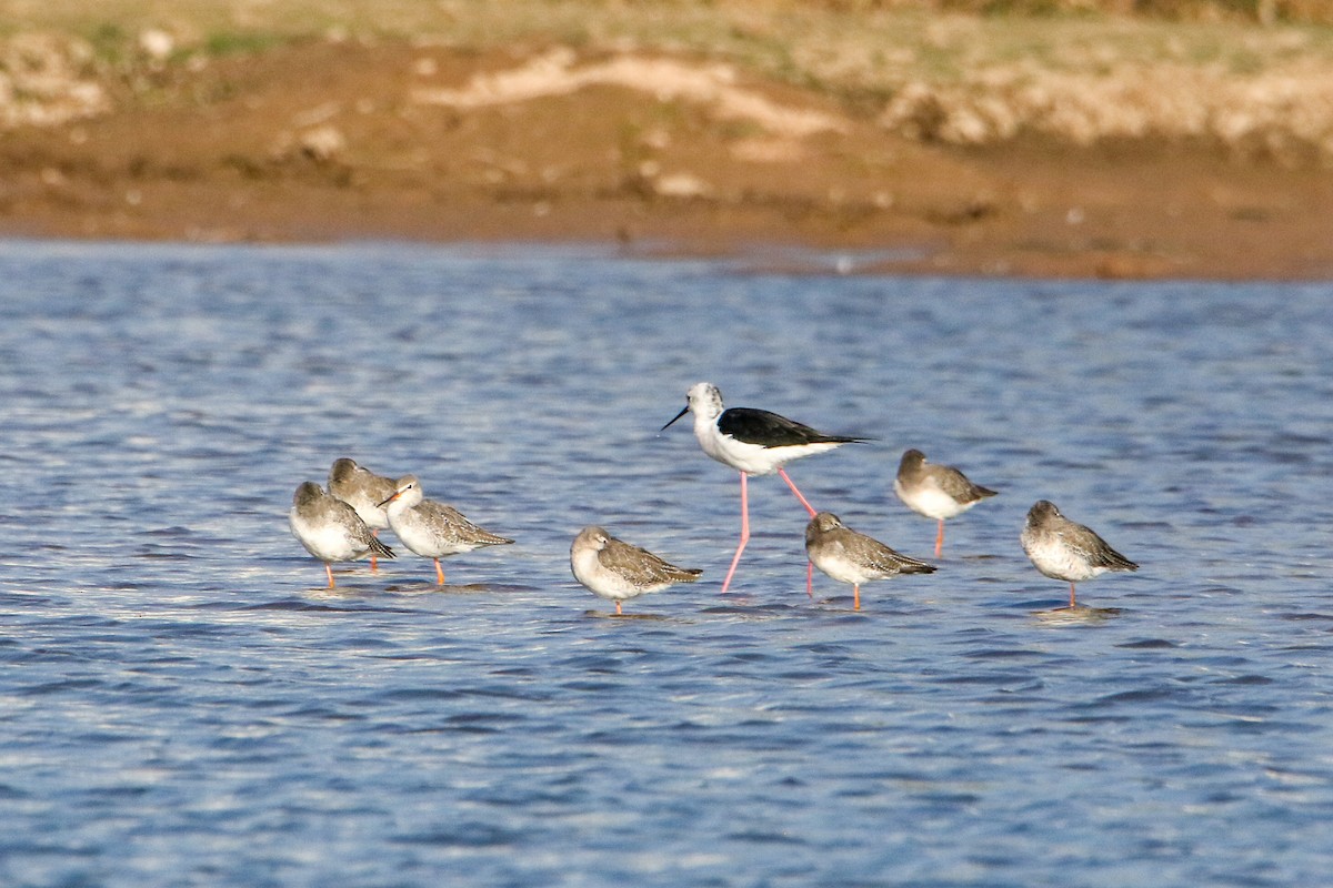 Spotted Redshank - ML646593481