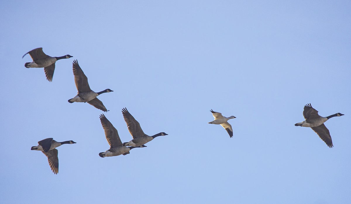 Ross's Goose - ML646593482