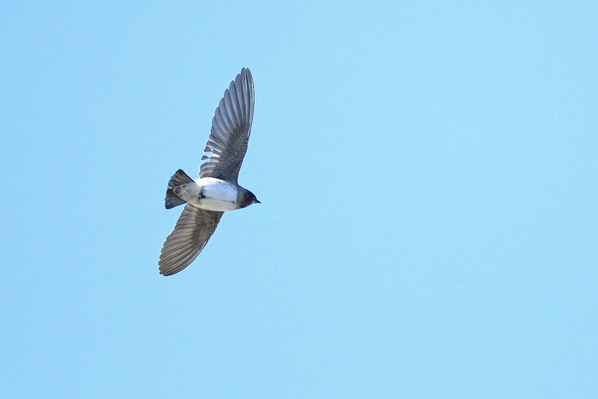 Cliff Swallow - ML646593488