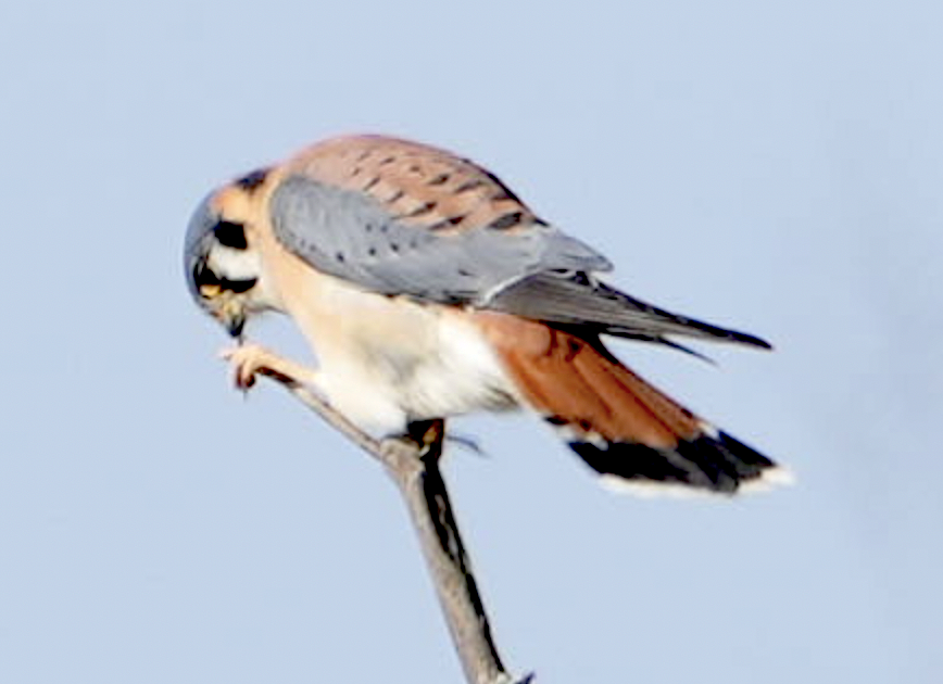 アメリカチョウゲンボウ - ML646593489