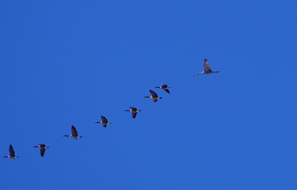 カナダヅル - ML646593490