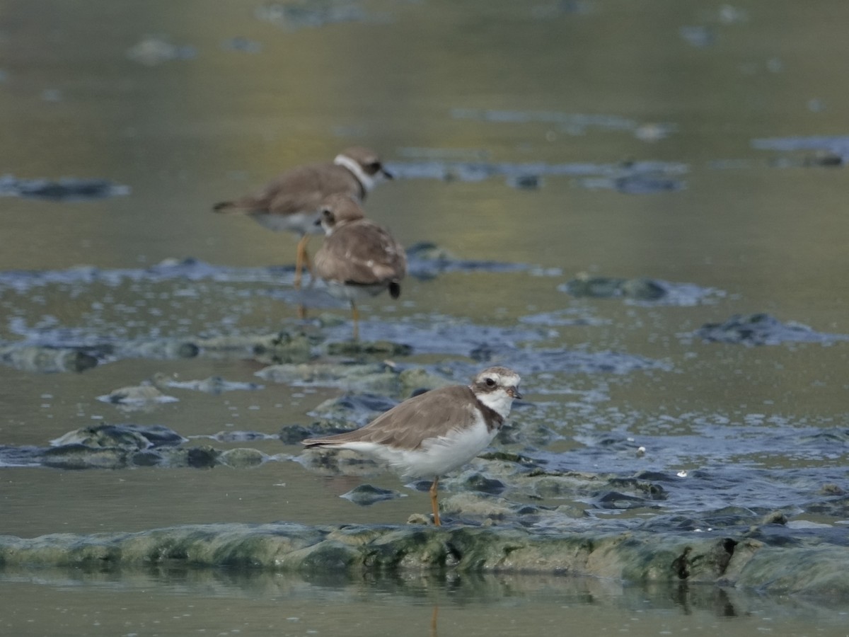 Пісочник канадський - ML646593491