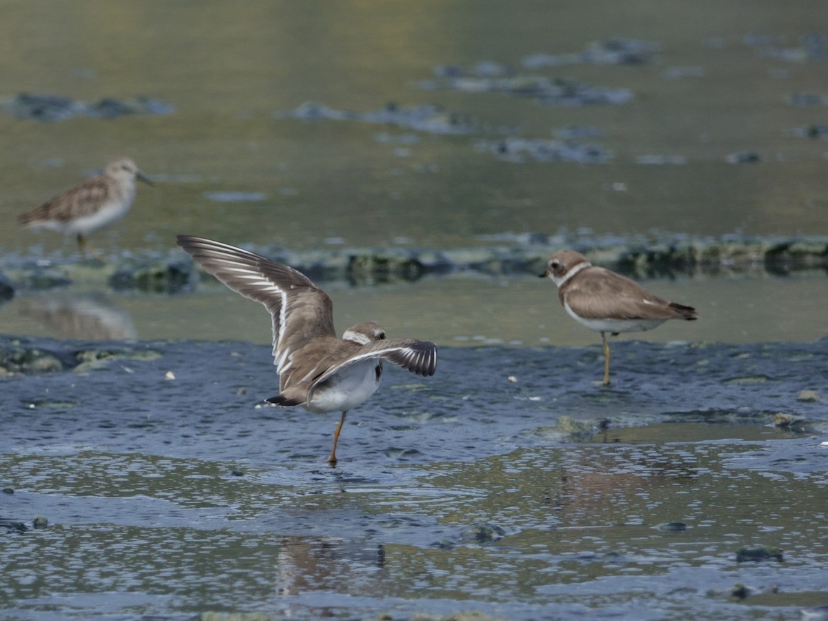 Пісочник канадський - ML646593492