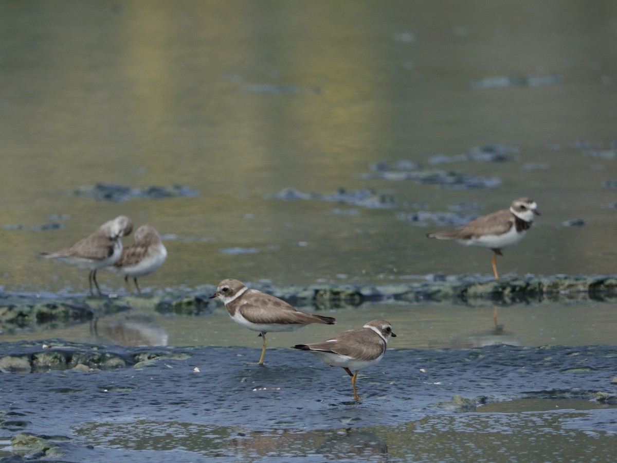 Пісочник канадський - ML646593493