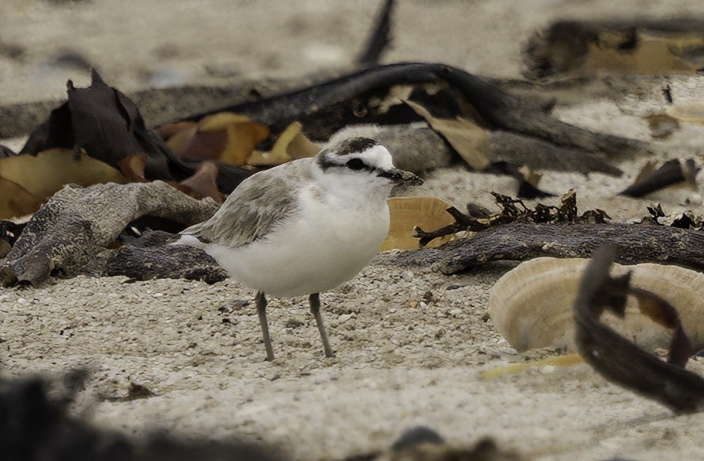 Белолобый зуёк - ML646593497