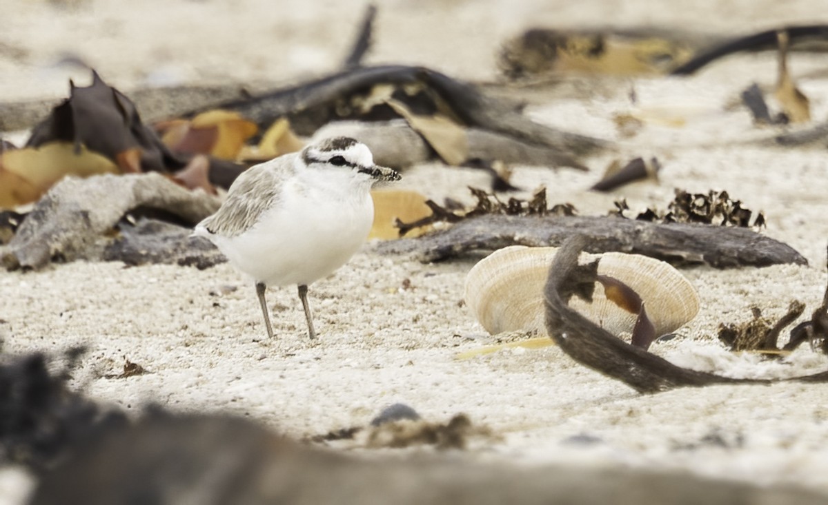 Белолобый зуёк - ML646593498