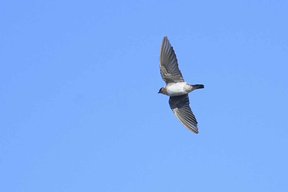 Cave Swallow - ML646593506