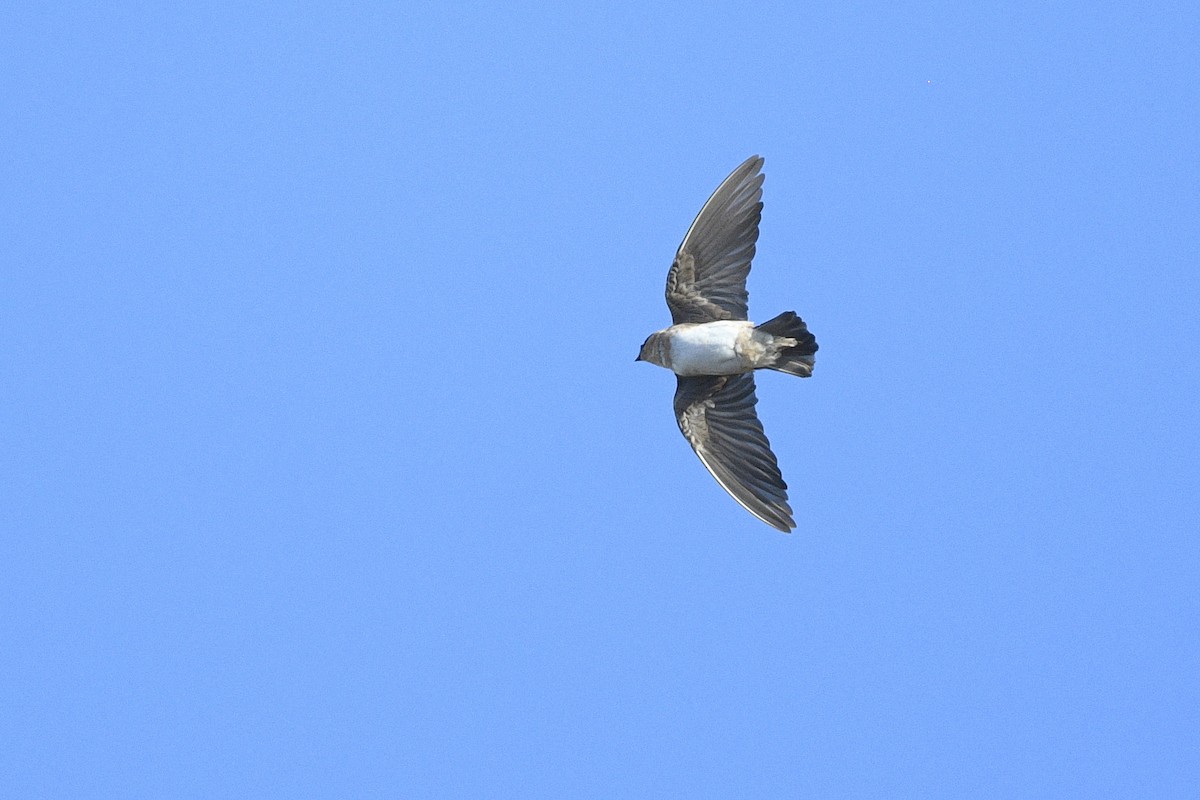 Cave Swallow - ML646593507