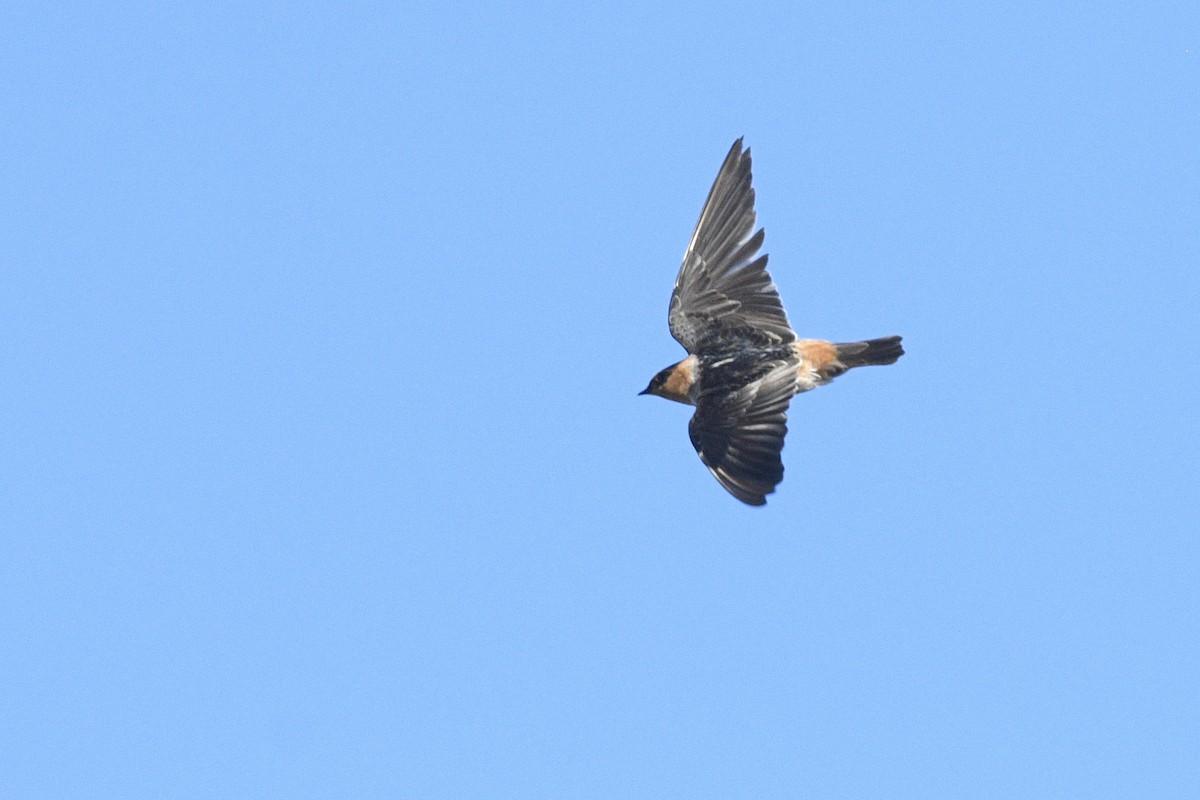 Cave Swallow - ML646593509
