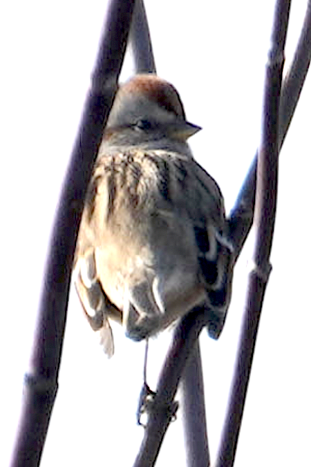 American Tree Sparrow - ML646593518