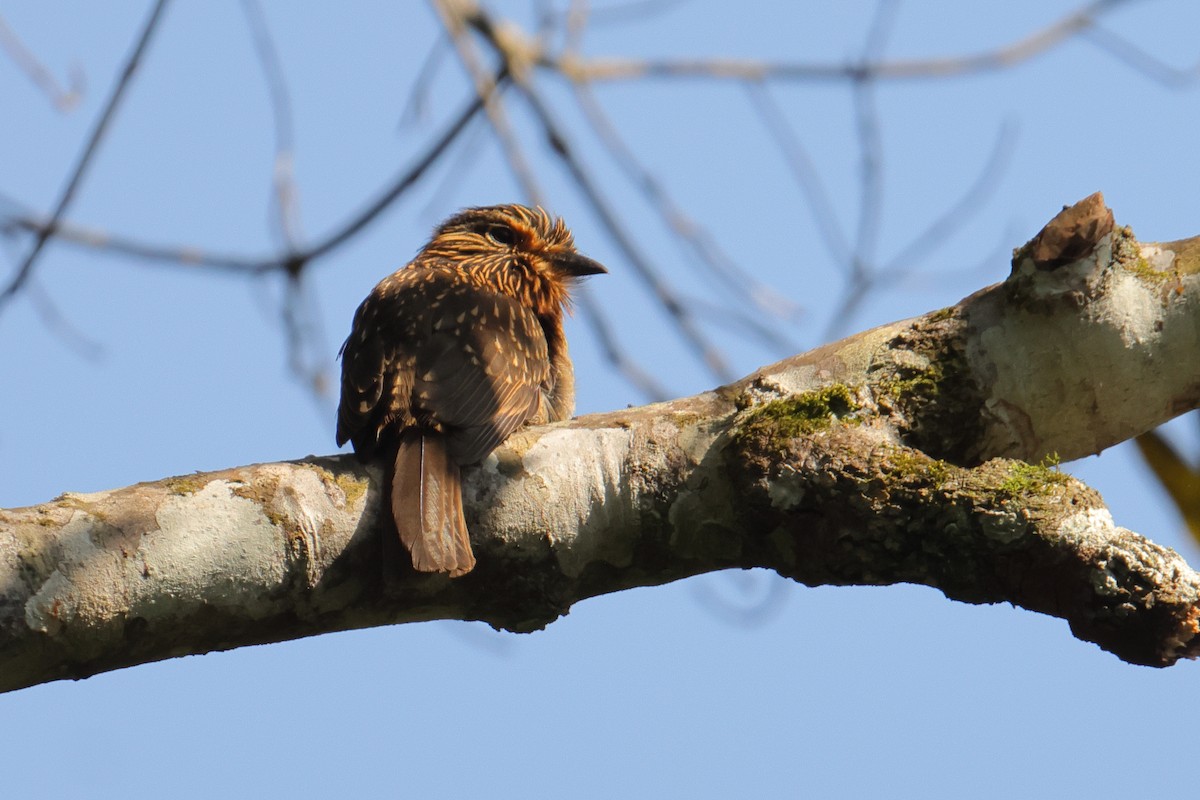 Crescent-chested Puffbird - ML646593520