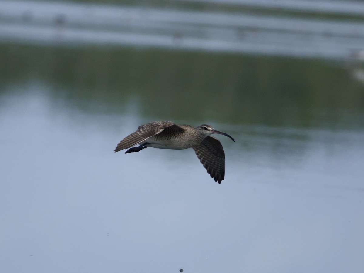 Кульон гудзонський - ML646593523