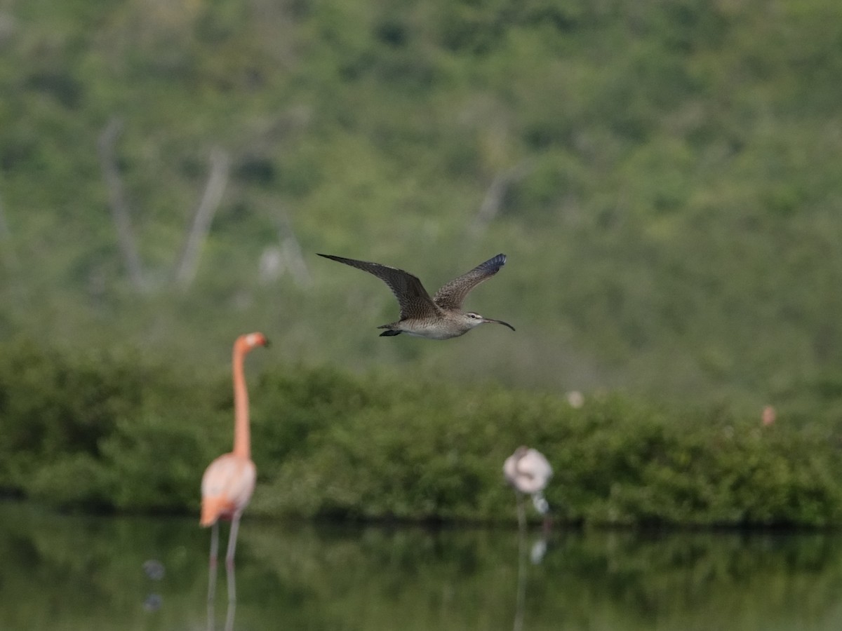 Кульон гудзонський - ML646593524