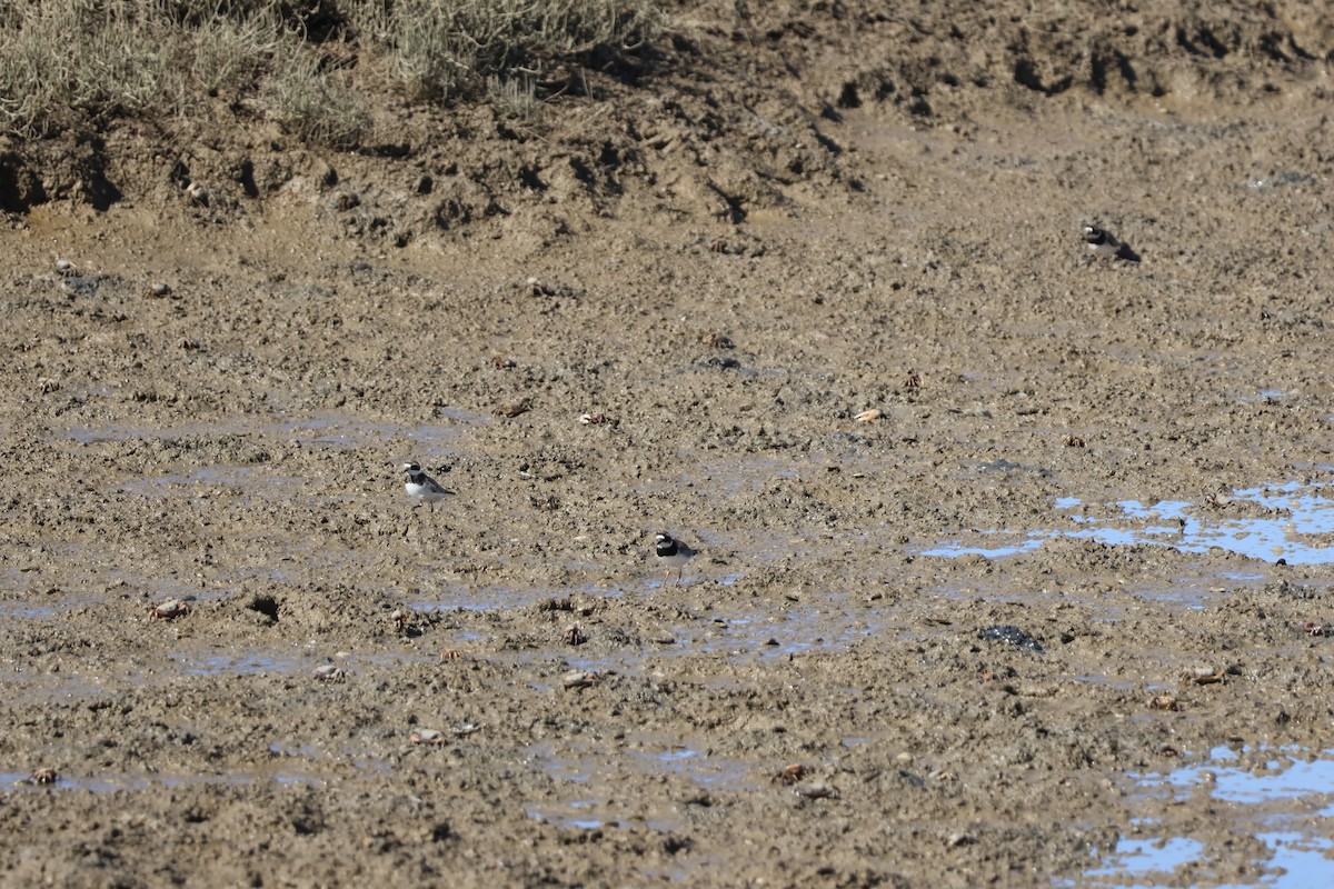 Галстучник - ML646593525