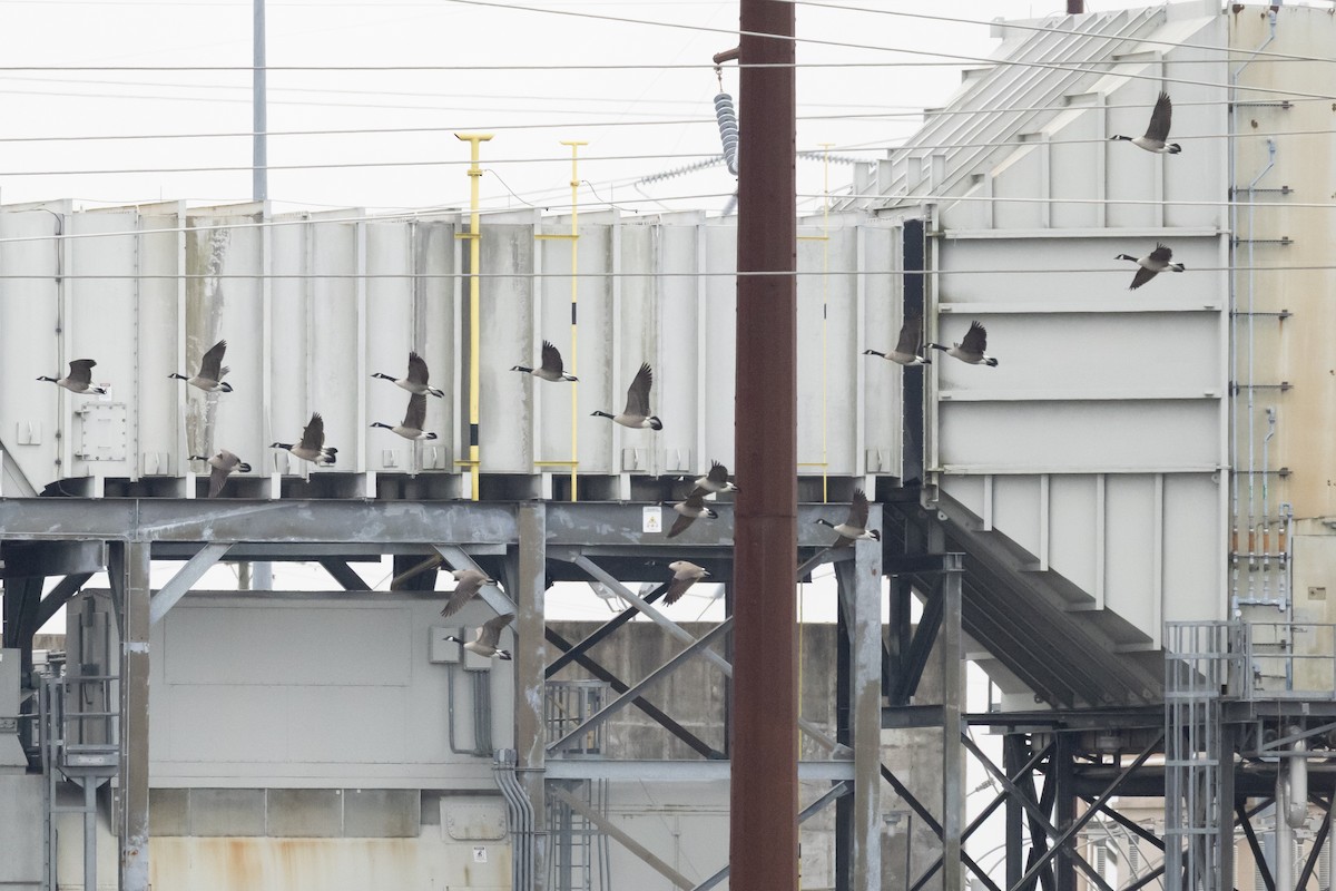 Kanada Kazı - ML646593530