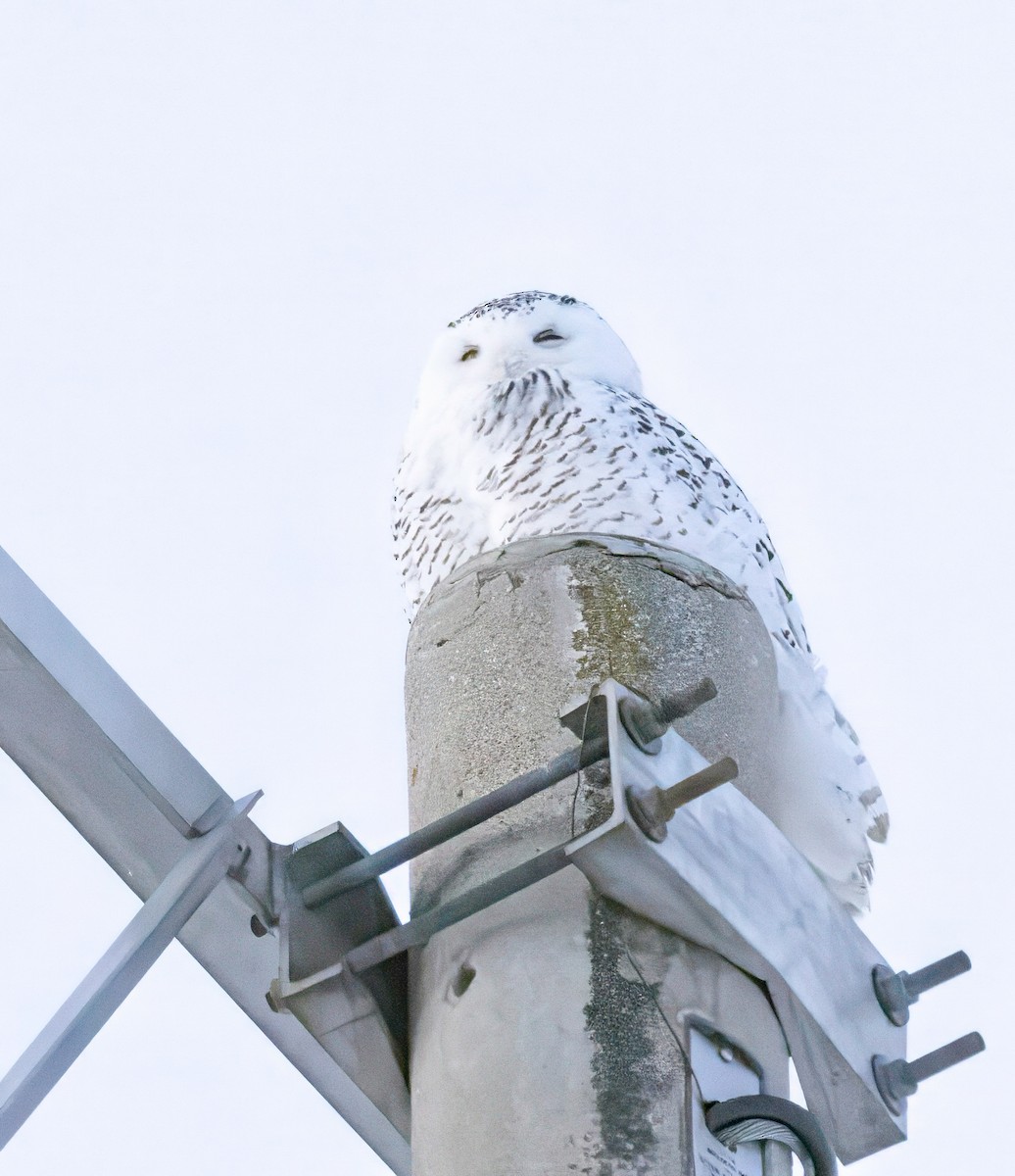 sovice sněžní - ML646593531