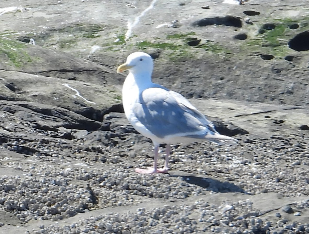 Glaucous-winged Gull - ML646593533