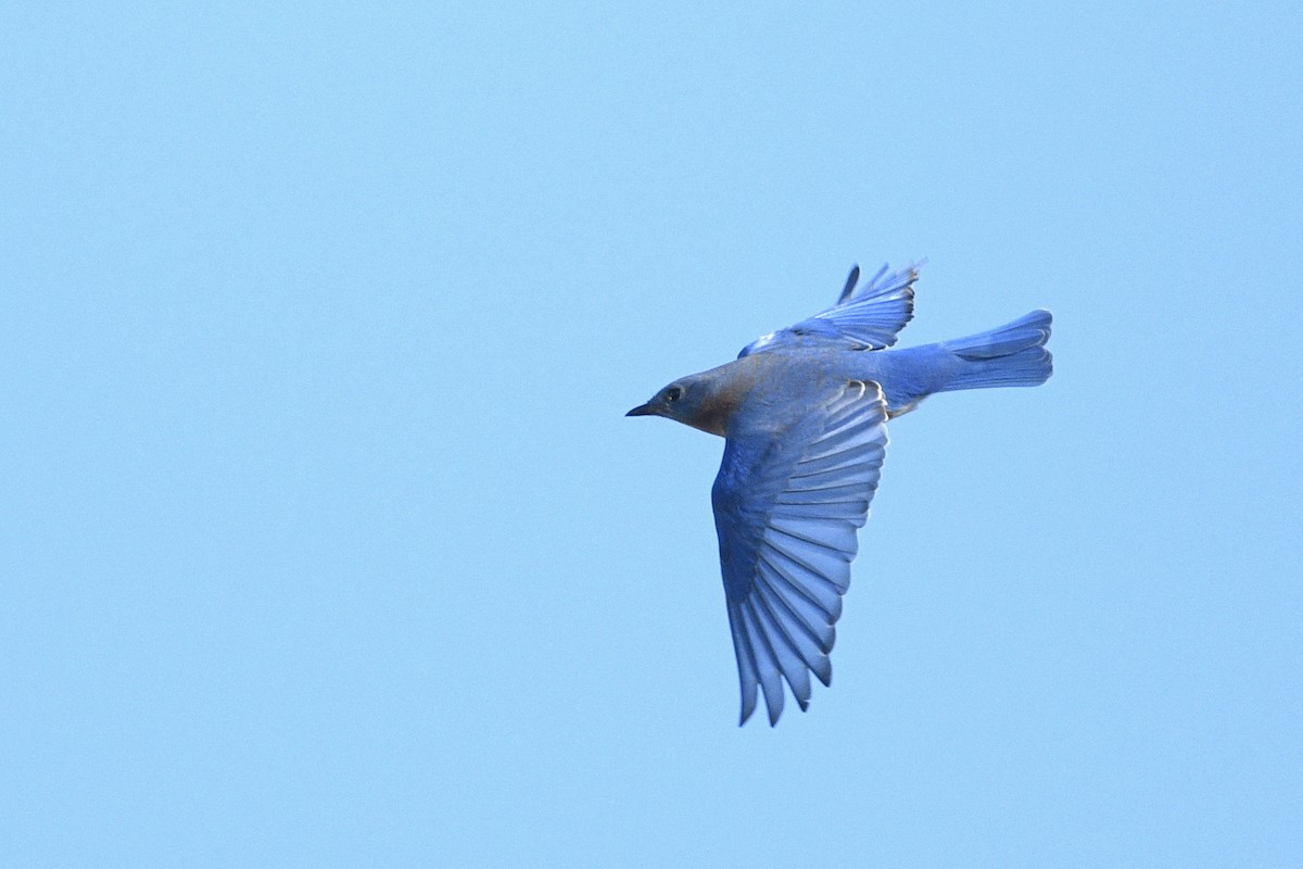 Azulejo Oriental - ML646593539