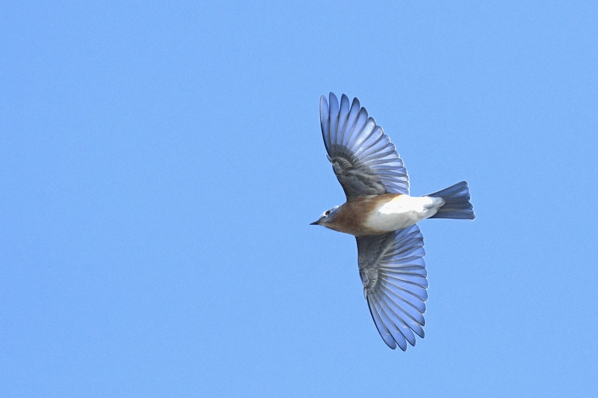 Azulejo Oriental - ML646593546