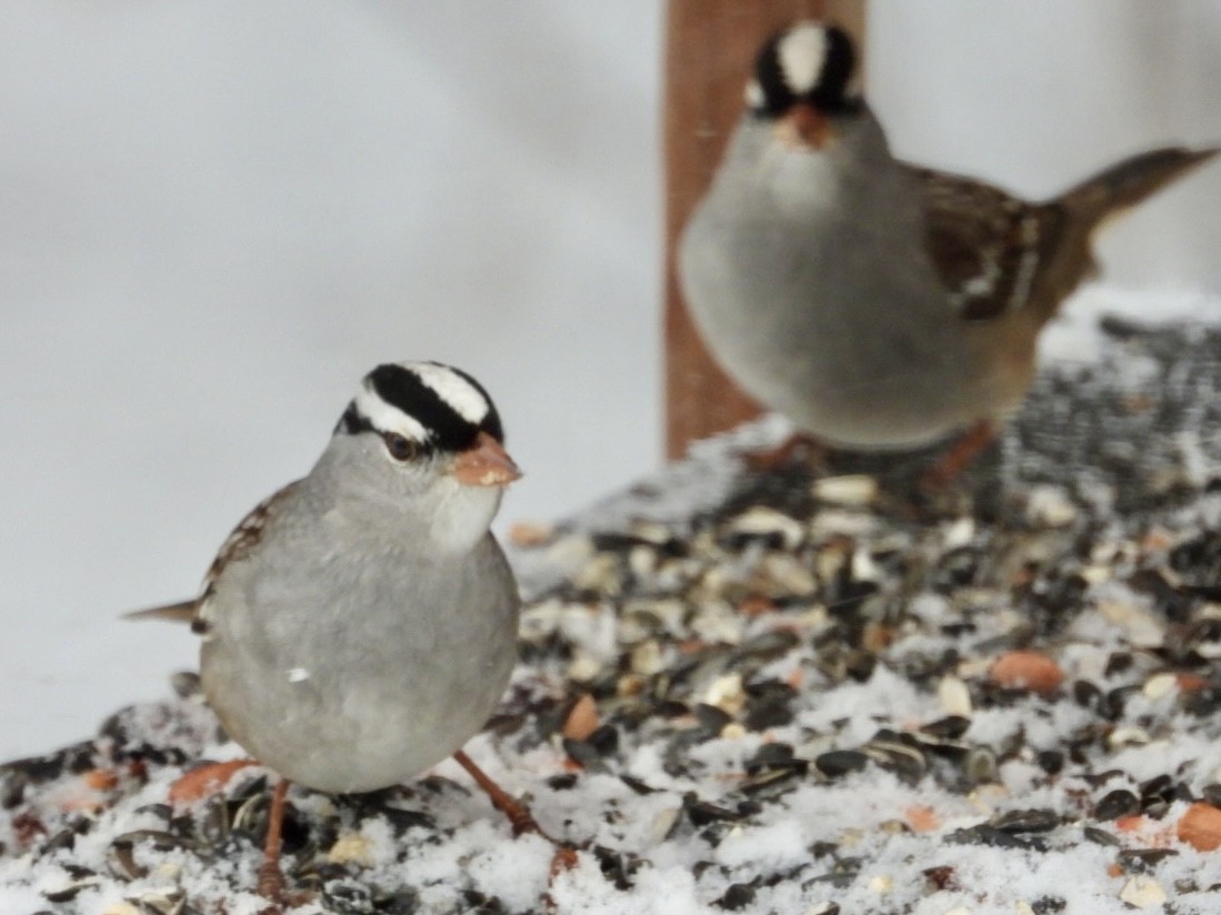 White-crowned Sparrow (Dark-lored) - ML646593547