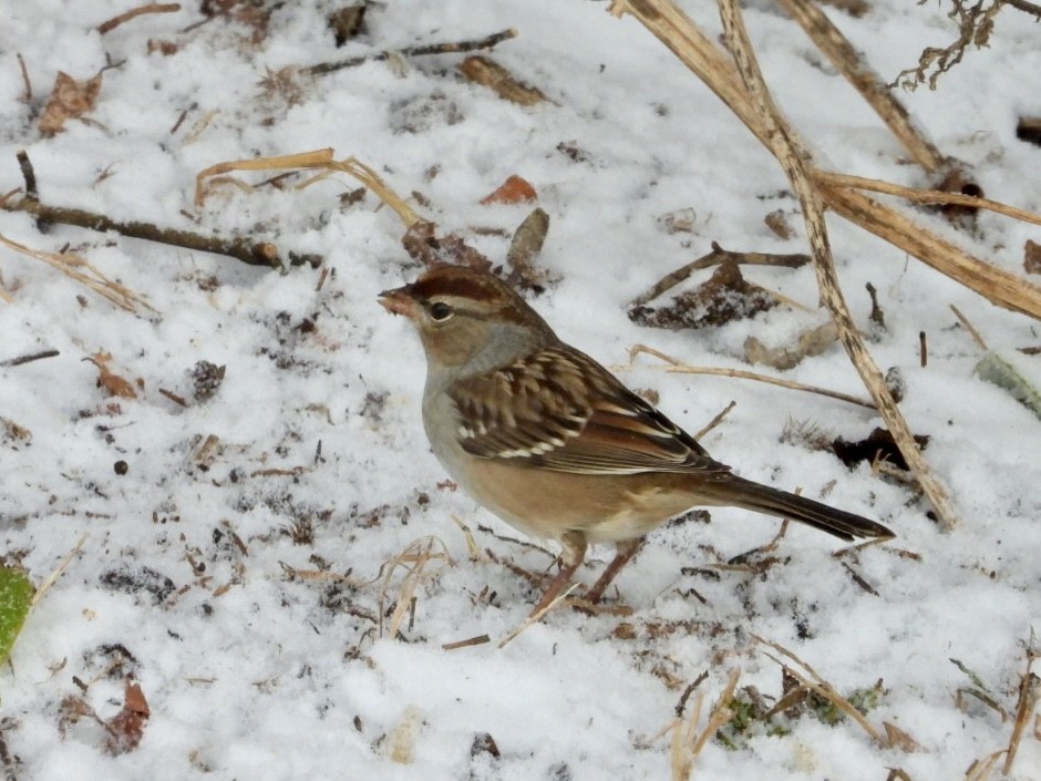 White-crowned Sparrow (Dark-lored) - ML646593548