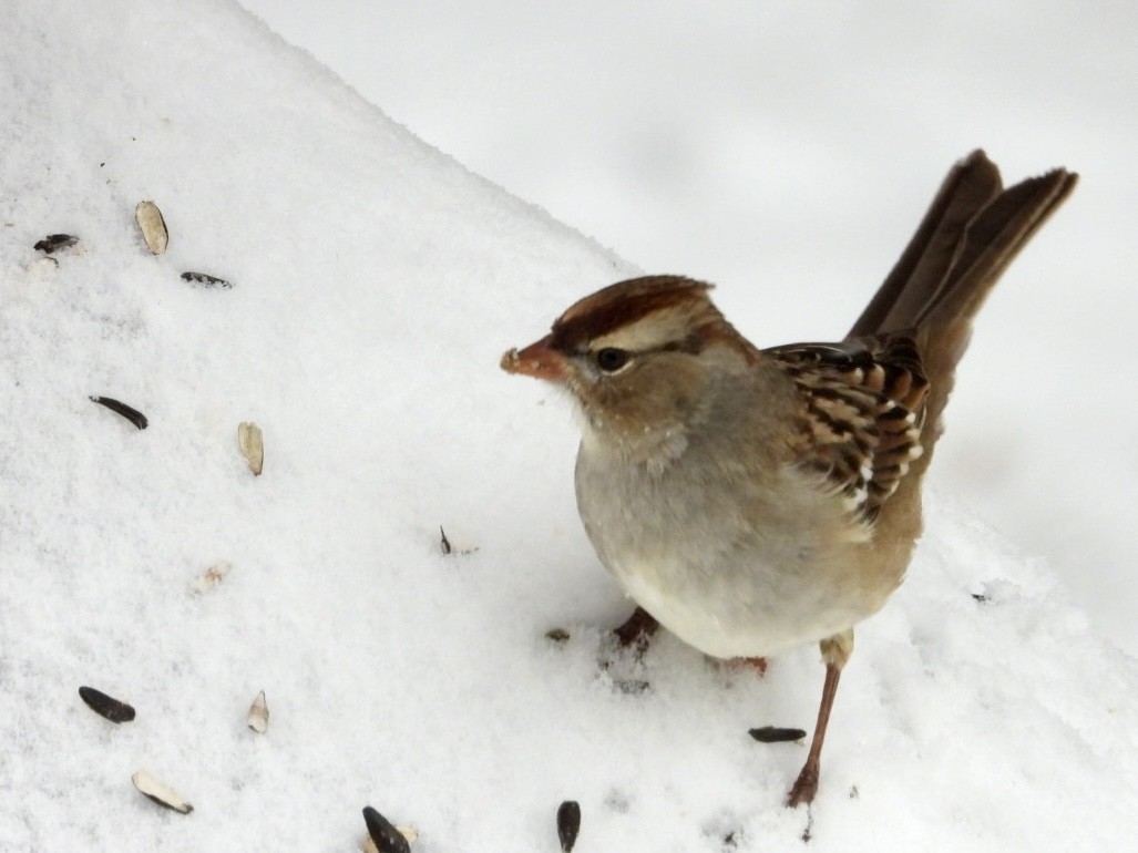White-crowned Sparrow (Dark-lored) - ML646593549
