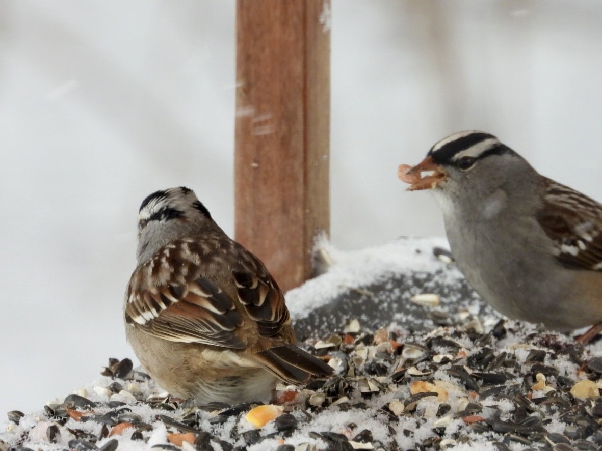 White-crowned Sparrow (Dark-lored) - ML646593550