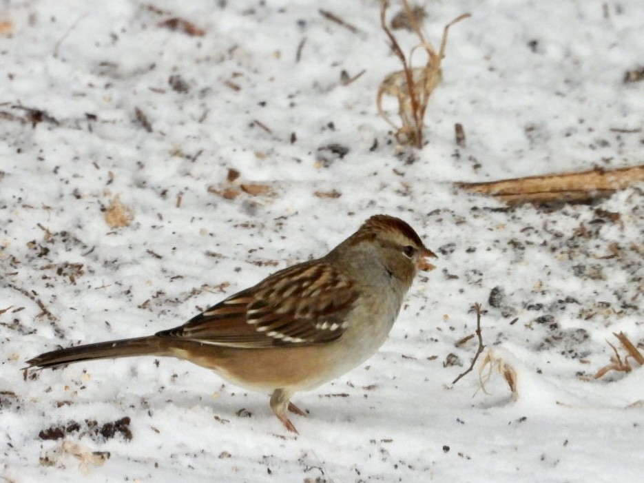 White-crowned Sparrow (Dark-lored) - ML646593551