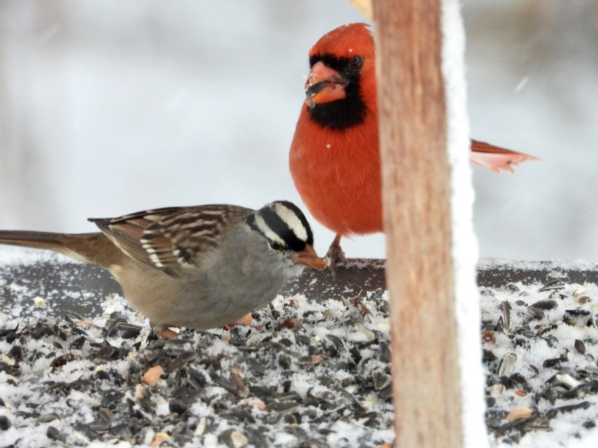 White-crowned Sparrow (Dark-lored) - ML646593552