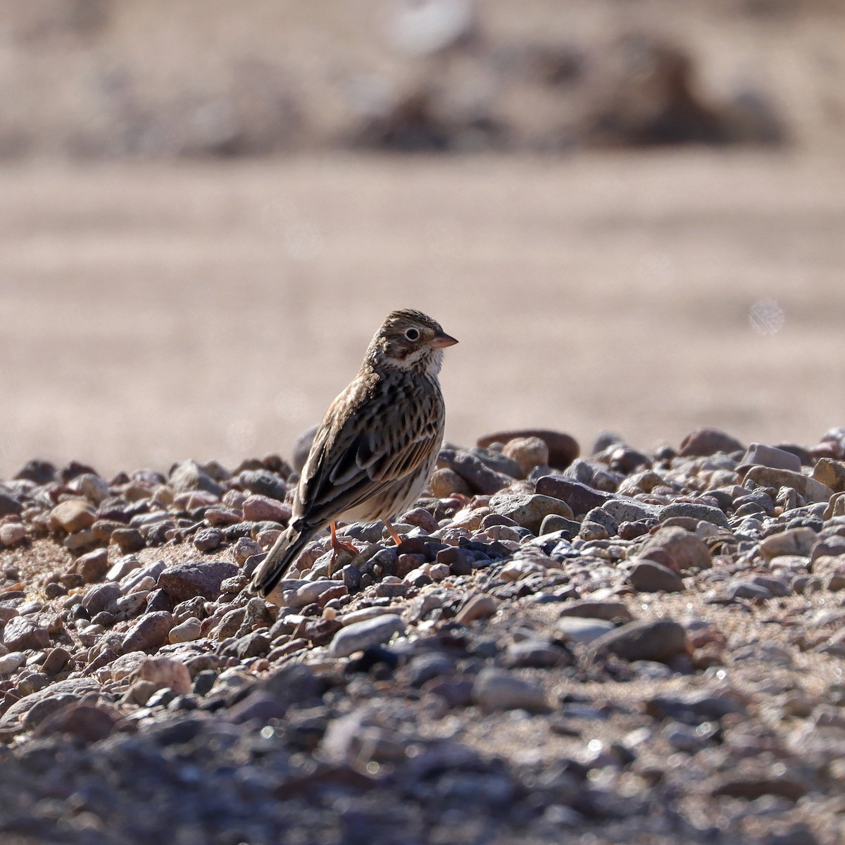 Vesper Sparrow - ML646593561