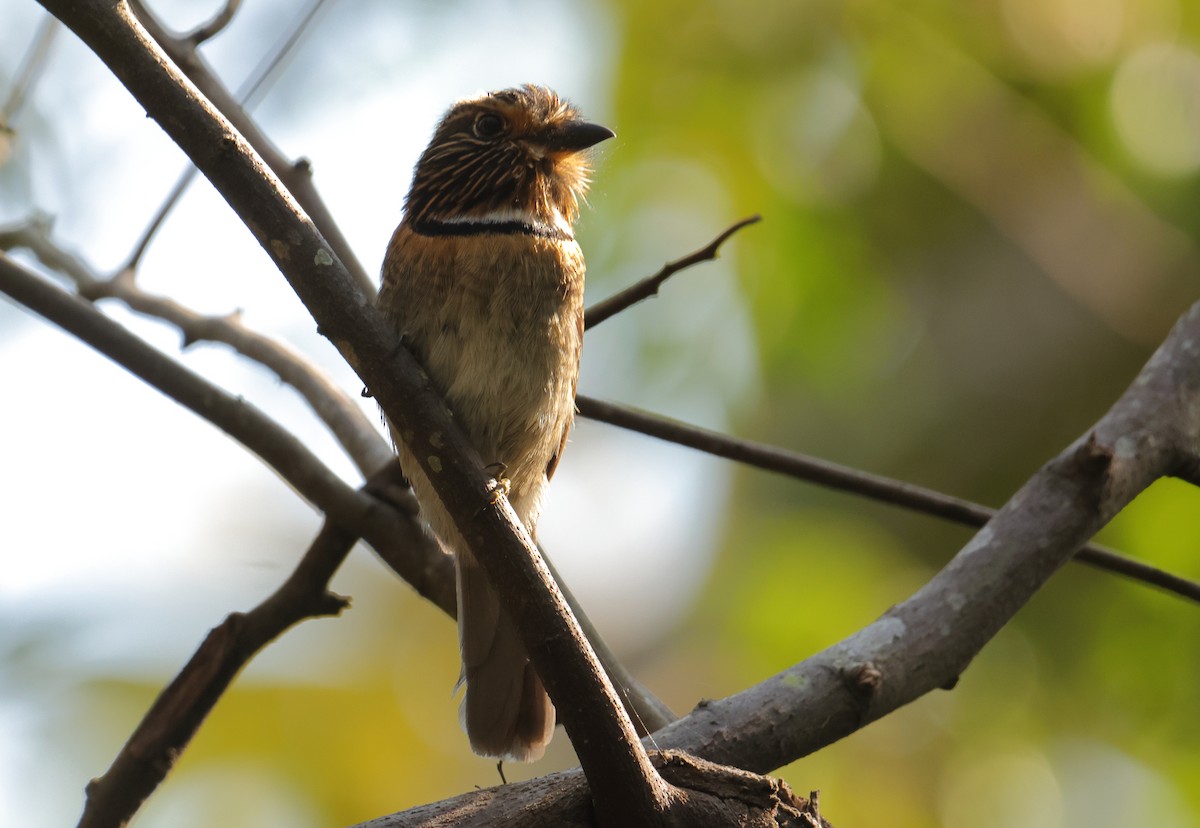 Crescent-chested Puffbird - ML646593562