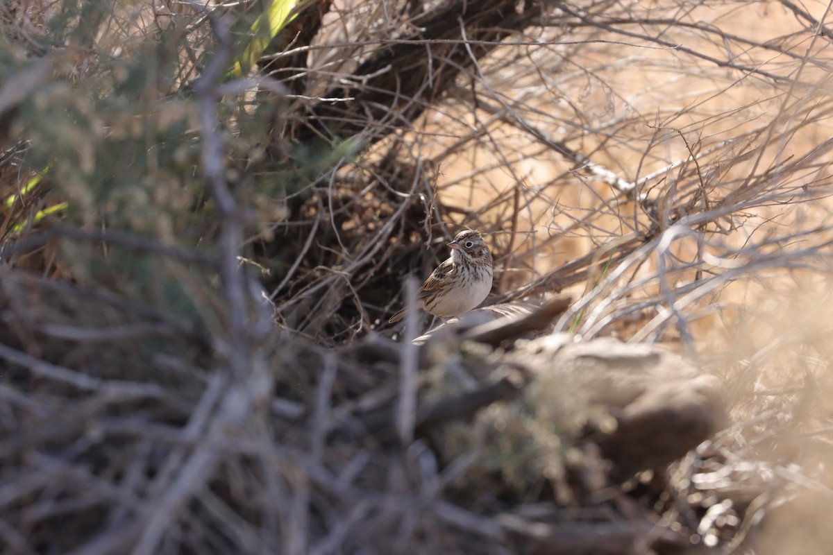 Vesper Sparrow - ML646593573