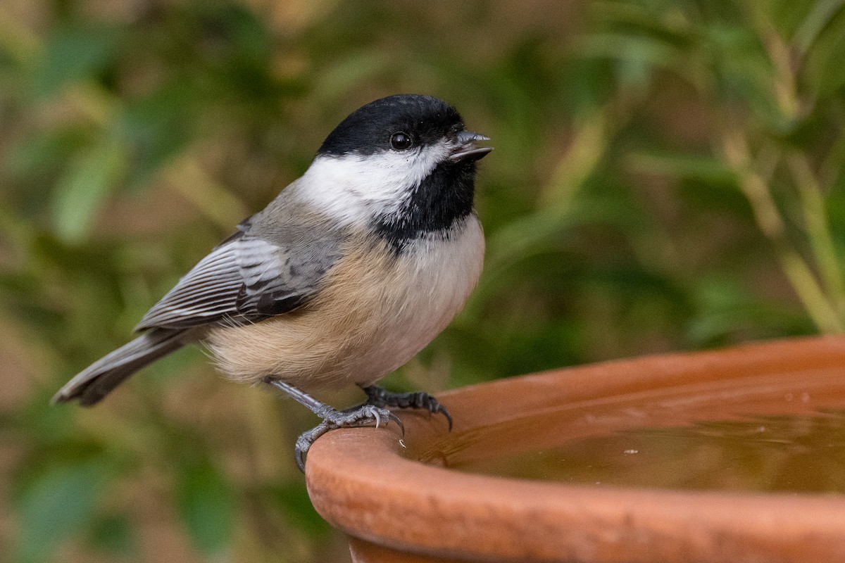 Black-capped Chickadee - ML646593577