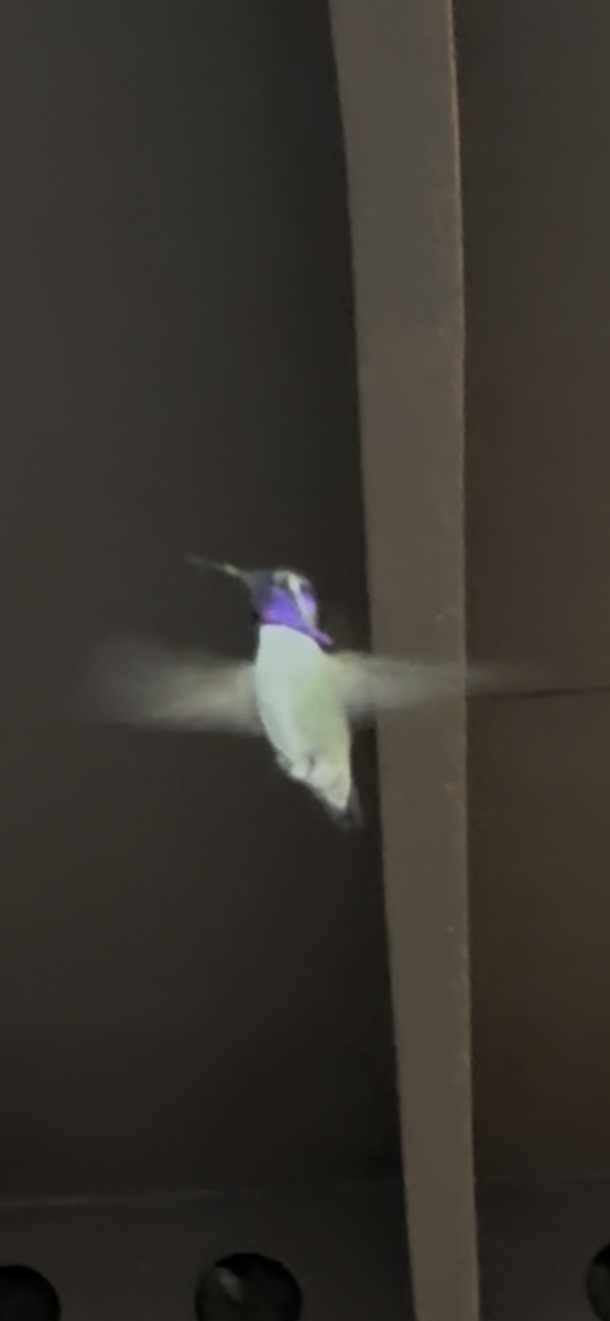 Costa's Hummingbird - ML646593581