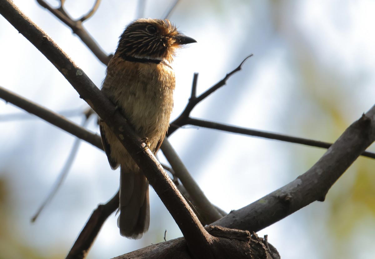 Crescent-chested Puffbird - ML646593582