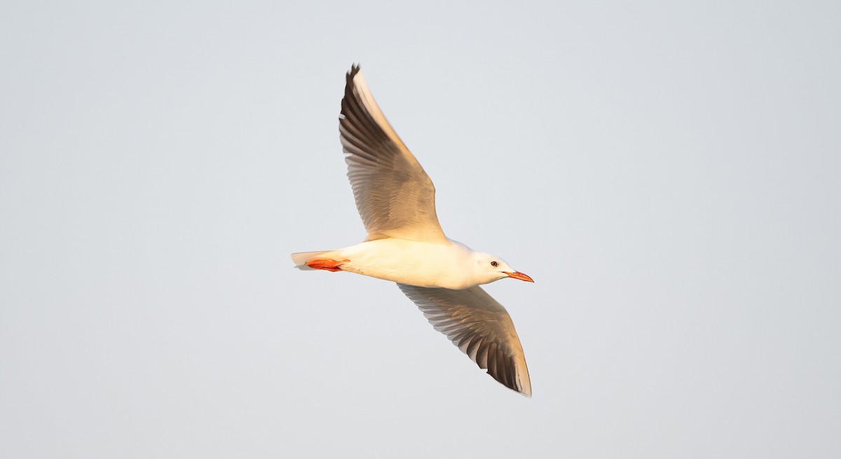 Antxeta mokozorrotza - ML646593588