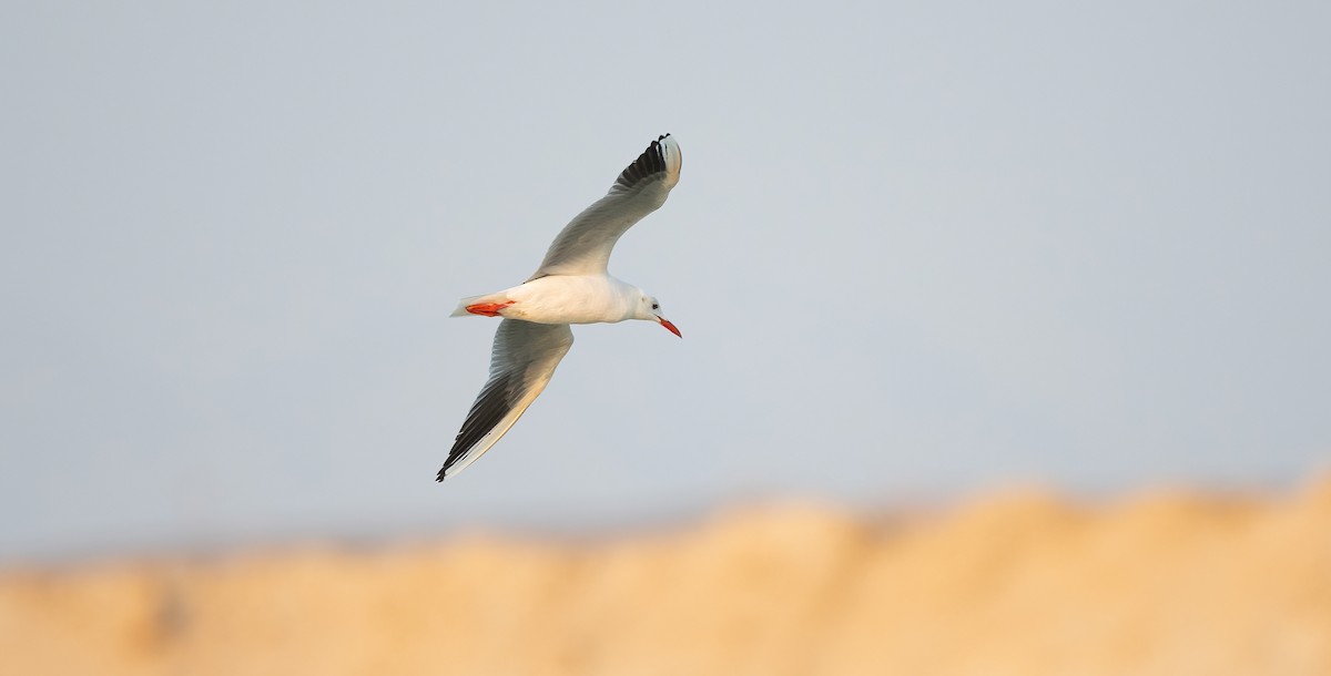 Antxeta mokozorrotza - ML646593589